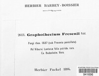 Graphiothecium fresenii image